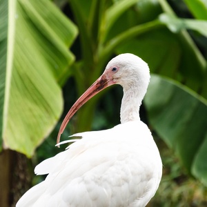 Parc aux oiseaux